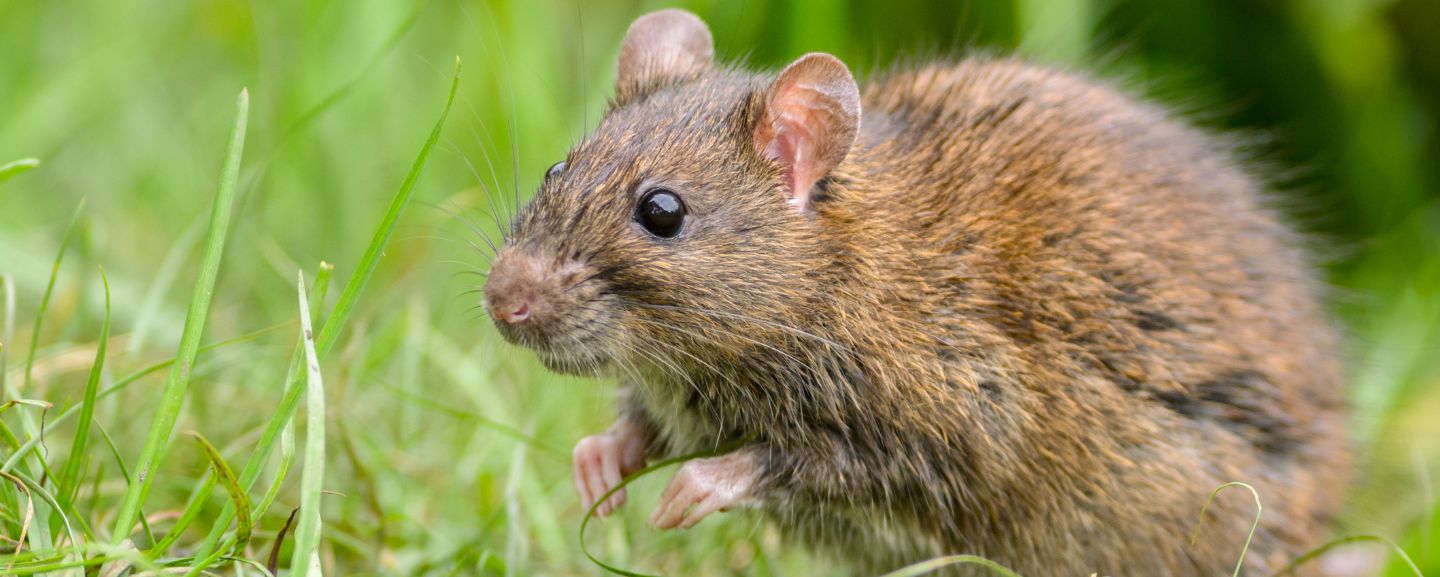 Control de plagas: ratones