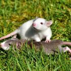 Ratones en parcelas