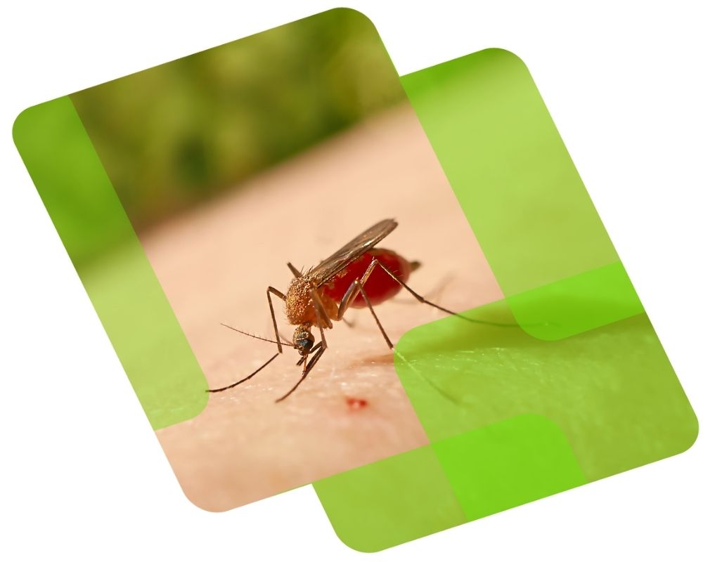 control de plagas mosquitos