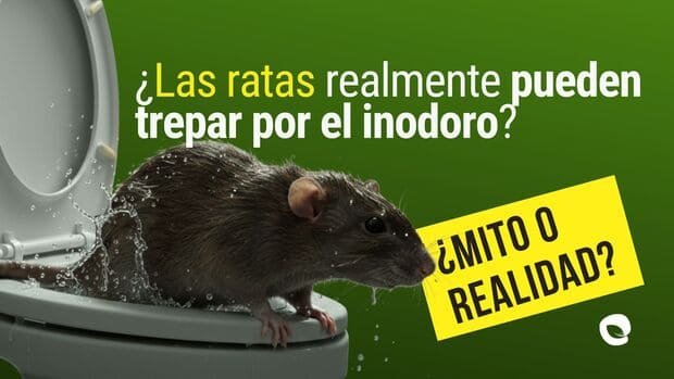Control de plagas Ratas, ratas, plagas ratas, plagas