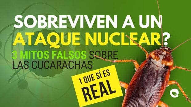 Control de plagas, plagas cucarachas, cucarachas, control de plagas cucarachas