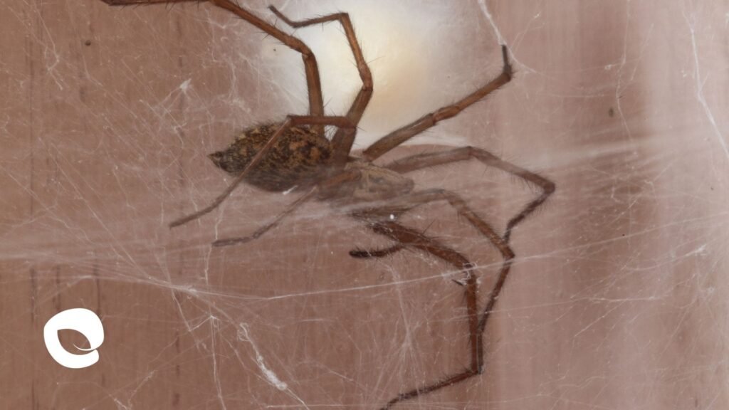 Araña de rincón, Tipos de arañas, Fumigación araña de rincón, Arañas tipos, Plagas arañas