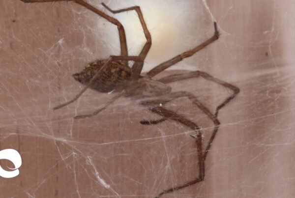 Araña de rincón, Tipos de arañas, Fumigación araña de rincón, Arañas tipos, Plagas arañas