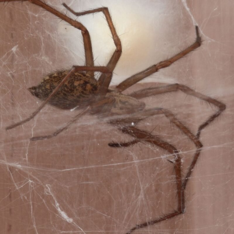 Araña de rincón, Tipos de arañas, Fumigación araña de rincón, Arañas tipos, Plagas arañas