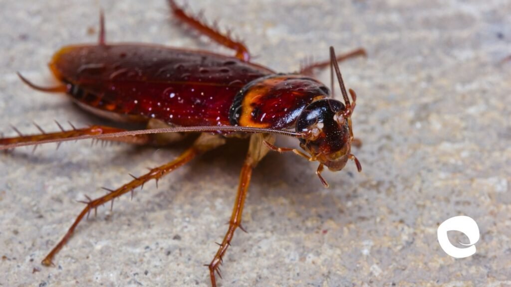 Cucarachas, Fumigación de cucarachas, Eliminar cucarachas, Tipos de cucarachas, Control de plagas cucarachas