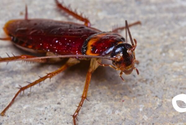 Cucarachas, Fumigación de cucarachas, Eliminar cucarachas, Tipos de cucarachas, Control de plagas cucarachas