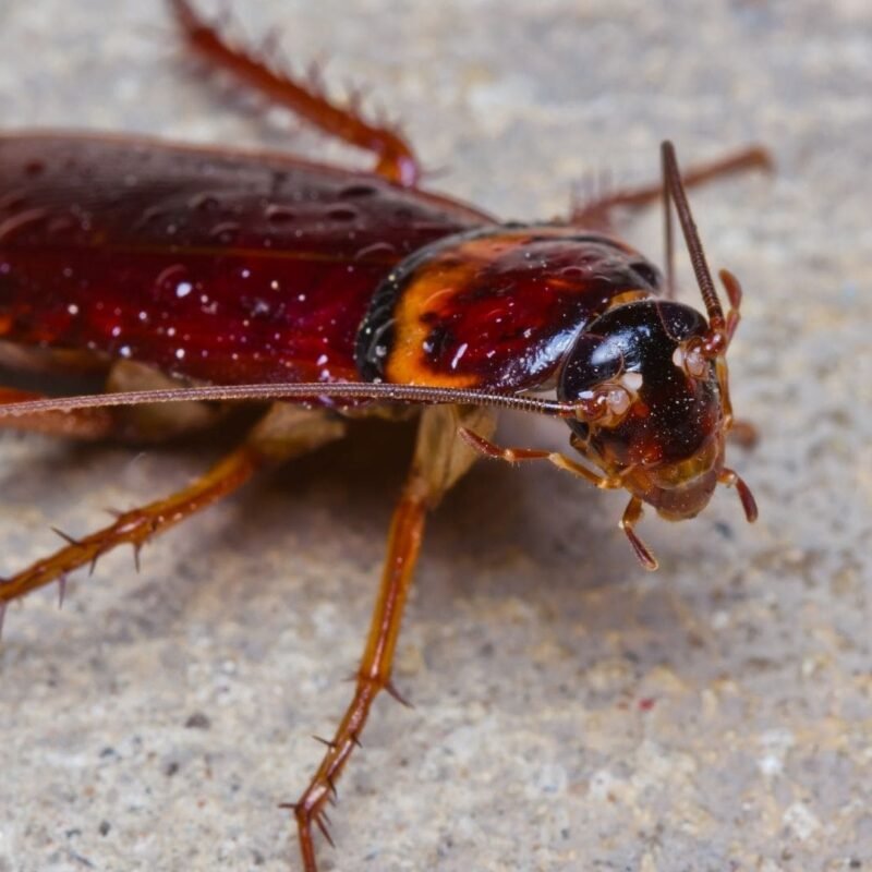 Cucarachas, Fumigación de cucarachas, Eliminar cucarachas, Tipos de cucarachas, Control de plagas cucarachas