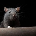 Desratizacion, Control plagas ratones, Plagas de ratones, Servicio de desratizacion, Control de ratones