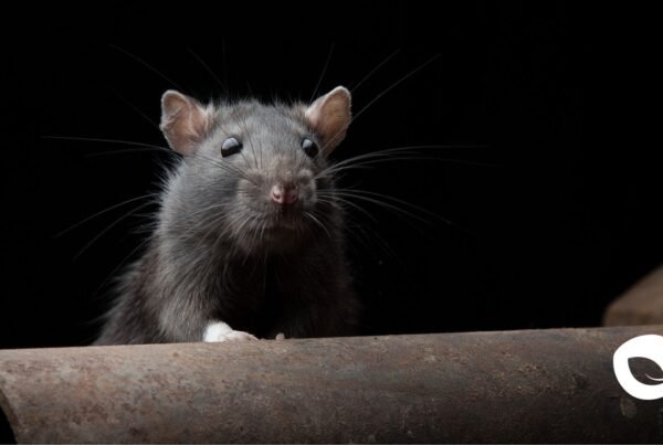 Desratizacion, Control plagas ratones, Plagas de ratones, Servicio de desratizacion, Control de ratones